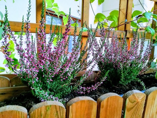Jesienny balkon - jak zaaranżować i jakie rośliny posadzić